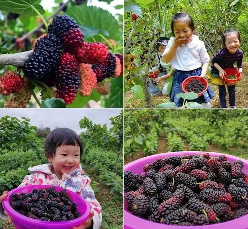 安徽桑果酒:一滴甘甜的独特风味