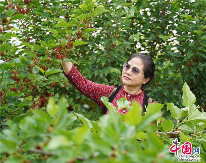 果酒批发:一场味蕾与市场的相遇